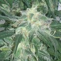 Amnesia Bilbo (Genehtik Seeds) feminizovaná