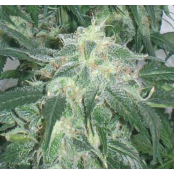 Amnesia Bilbo (Genehtik Seeds) feminizovaná