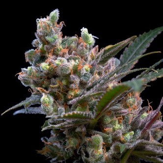 Kritikal Bilbo (Genehtik Seeds) feminizovan&aacute;