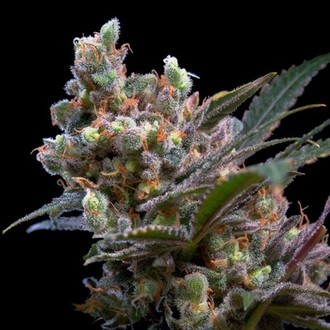 Kritikal Bilbo (Genehtik Seeds) feminizovan&aacute;