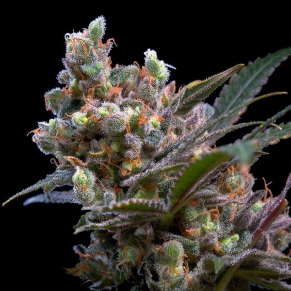 Kritikal Bilbo (Genehtik Seeds) feminizovaná