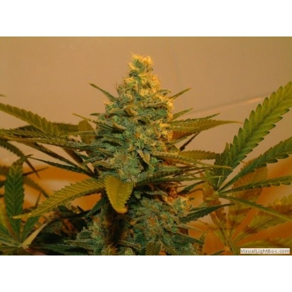 Kritikal Bilbo (Genehtik Seeds) feminizovaná