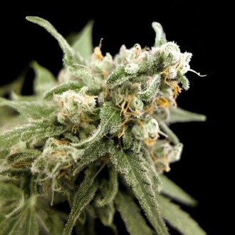 Kritikal Bilbo (Genehtik Seeds) feminizovaná