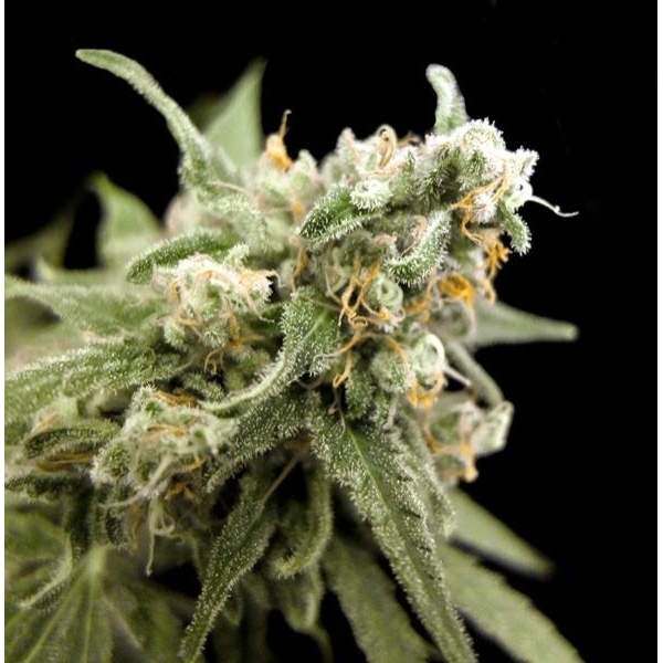 Kritikal Bilbo (Genehtik Seeds) feminizovaná