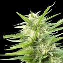 Kritikal Bilbo x AK-47 (Genehtik Seeds) feminizované