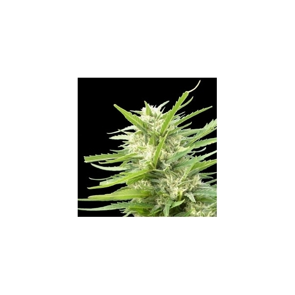 Kritikal Bilbo x AK-47 (Genehtik Seeds) feminizované