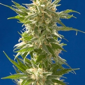 AK (Spliff Seeds) feminizovan&eacute;