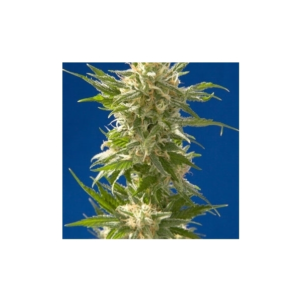 AK (Spliff Seeds) feminizované