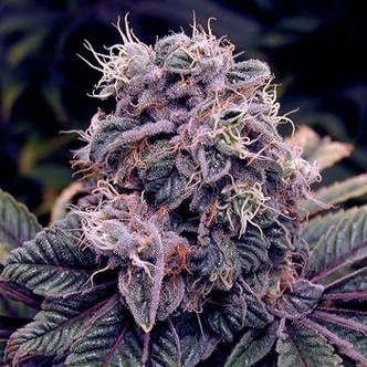 Blue Berry (Spliff Seeds) feminizovan&aacute;