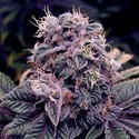 Blue Berry (Spliff Seeds) feminizovaná