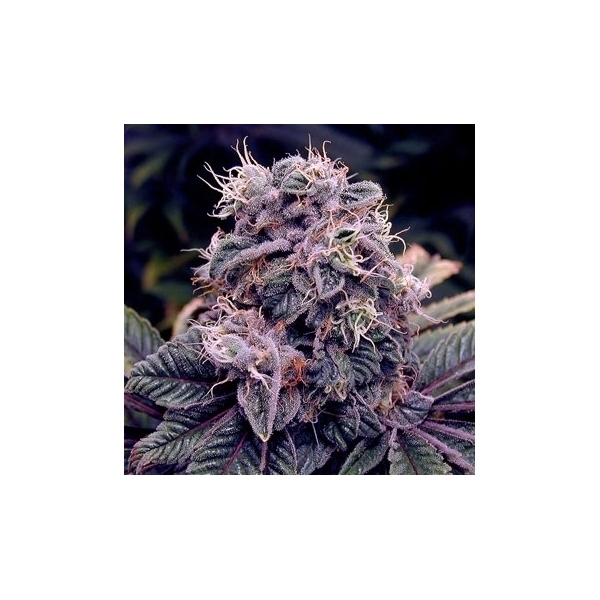 Blue Berry (Spliff Seeds) feminizovaná
