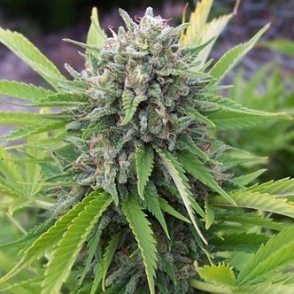 Bubblegun (Spliff Seeds) feminizovan&aacute;