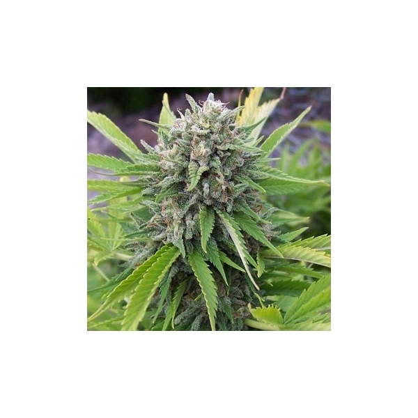 Bubblegun (Spliff Seeds) feminizovaná
