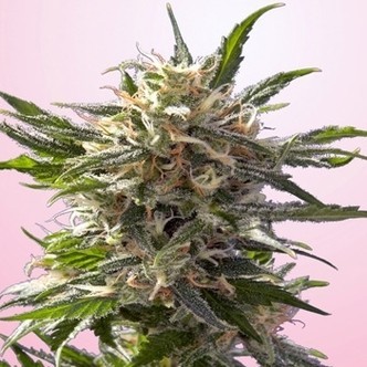 Crystal White (Spliff Seeds) feminizovan&aacute;