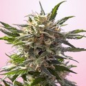 Crystal White (Spliff Seeds) feminizovaná