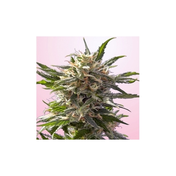 Crystal White (Spliff Seeds) feminizovaná