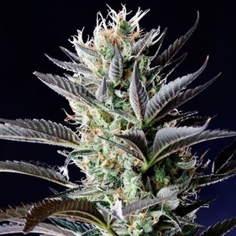 Dutch Blue Samonakv&eacute;tac&iacute; (Spliff Seeds) feminizovan&aacute;