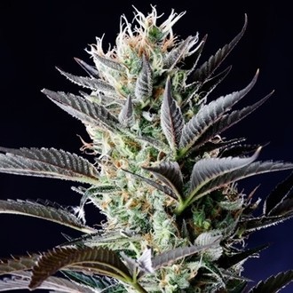 Dutch Blue Samonakv&eacute;tac&iacute; (Spliff Seeds) feminizovan&aacute;
