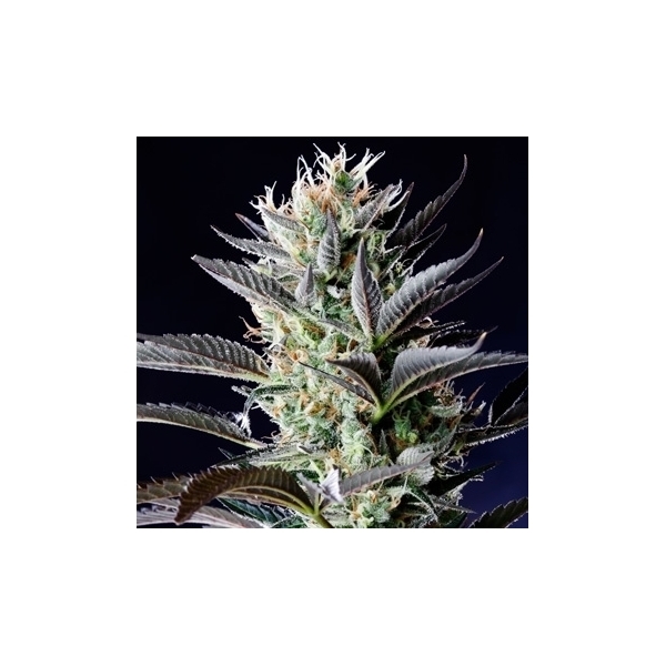 Dutch Blue Samonakvétací (Spliff Seeds) feminizovaná