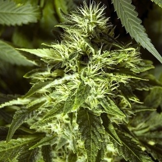 Fast Bud Outdoor (Spliff Seeds) feminizovan&aacute;