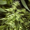 Fast Bud Outdoor (Spliff Seeds) feminizovaná