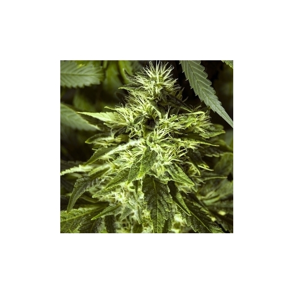 Fast Bud Outdoor (Spliff Seeds) feminizovaná