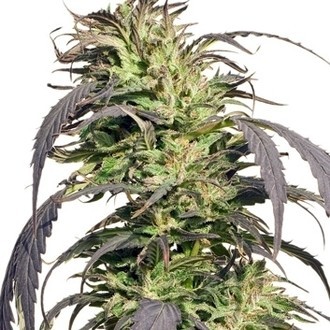 Gold Rush Outdoor (Spliff Seeds) feminizovan&aacute;