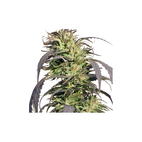 Gold Rush Outdoor (Spliff Seeds) feminizovaná