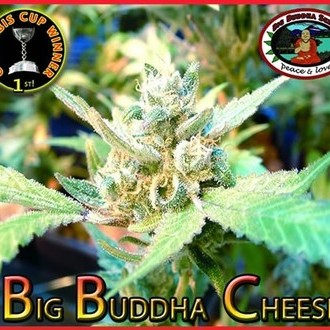 Big Buddha Cheese (Big Buddha Seeds) feminizovaná