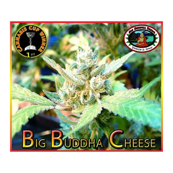 Big Buddha Cheese (Big Buddha Seeds) feminizovaná