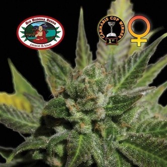 Big Buddha Cheese (Big Buddha Seeds) feminizovan&aacute;