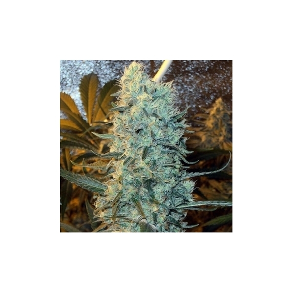 Power Plant (Spliff Seeds) feminizovaná