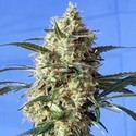 Snow White (Spliff Seeds) feminizovaná
