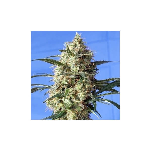 Snow White (Spliff Seeds) feminizovaná