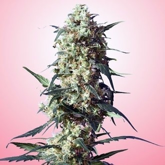Spliff's Strawberry (Spliff Seeds) feminizovan&aacute;