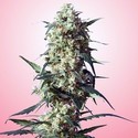 Spliff's Strawberry (Spliff Seeds) feminizovaná