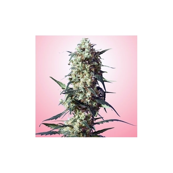 Spliff's Strawberry (Spliff Seeds) feminizovaná