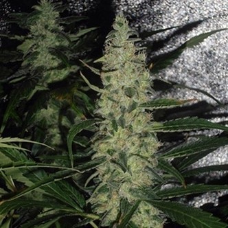 Super Skunk (Spliff Seeds) feminizovan&aacute;