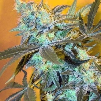 White Widow (Spliff Seeds) feminizovan&aacute;