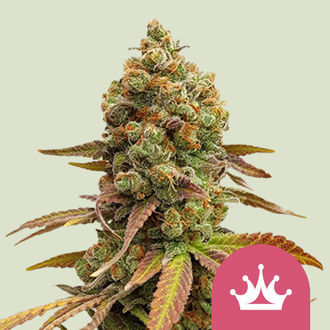 Special Queen 1 (Royal Queen Seeds) feminizovaná