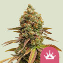 Special Queen 1 (Royal Queen Seeds) feminizovaná
