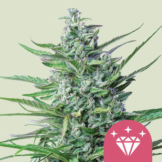 Special Kush 1 (Royal Queen Seeds) feminizovan&aacute;