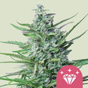 Special Kush 1 (Royal Queen Seeds) feminizovaná