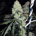 Deadhead OG (Cali Connection) feminizované