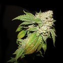 Larry OG Kush (Cali Connection) feminizovaná