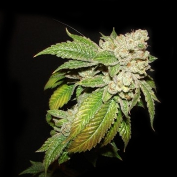 Larry OG Kush (Cali Connection) feminizovaná