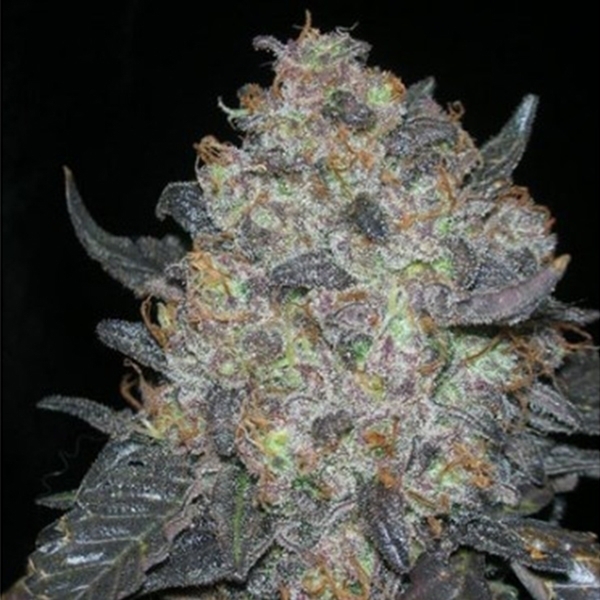 Blackwater (Cali Connection) feminizovaná