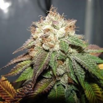 Pre 98 Bubba (Cali Connection) feminizovan&aacute;