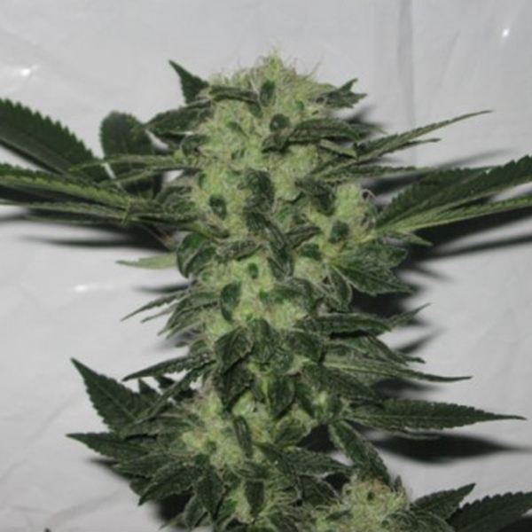 818 Headband (Cali Connection) feminizovaná