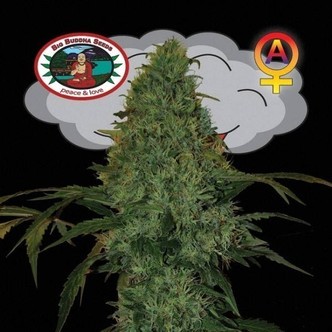 Critical Mass Samonakv&eacute;tac&iacute; (Big Buddha Seeds) feminizovan&aacute;